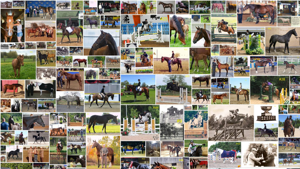 collage